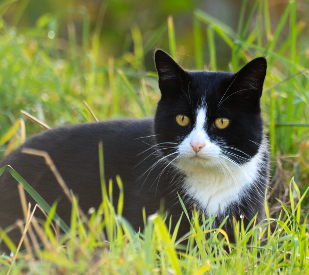 fränkische Katze