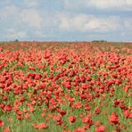 Fränkische Landschaft mit Mohn