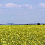 Fränkische Landschaft mit Raps