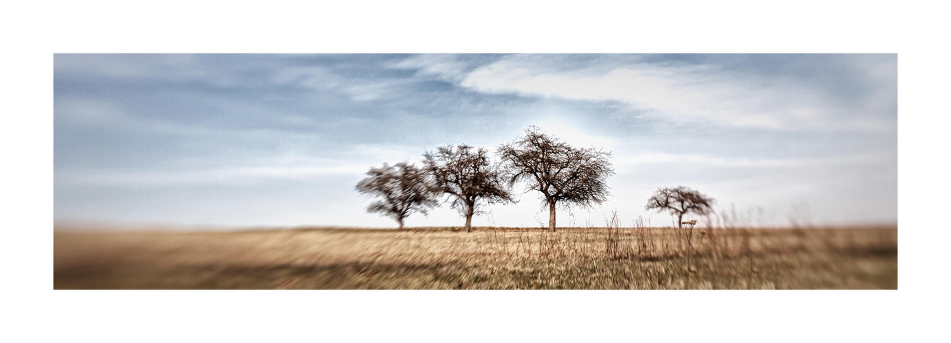 Fränkische Steppe