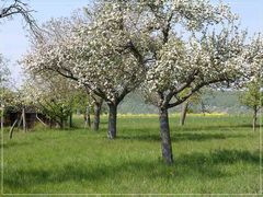 Fränkische Streuobstwiese in der Blüte