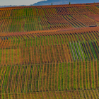 Fränkische Weinberge