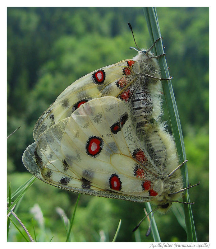 "Fränkischer" Apollo (Parnassius apollo) bei der Paarung