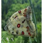 "Fränkischer" Apollo (Parnassius apollo) bei der Paarung