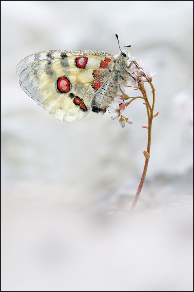 fränkischer Apollofalter