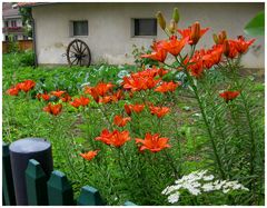 Fränkischer Bauerngarten