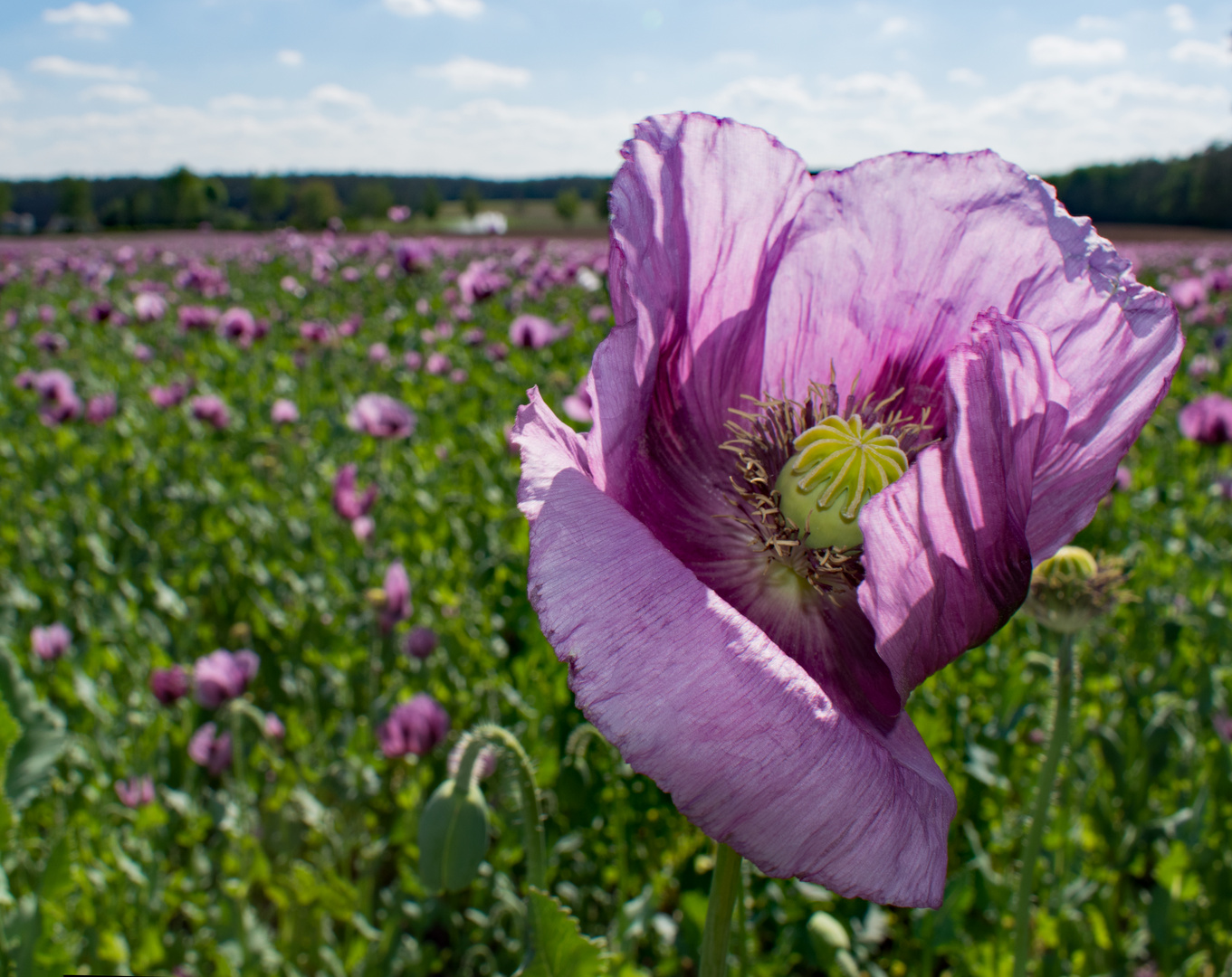 Fränkischer Blaumohn