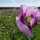 Fränkischer Blaumohn