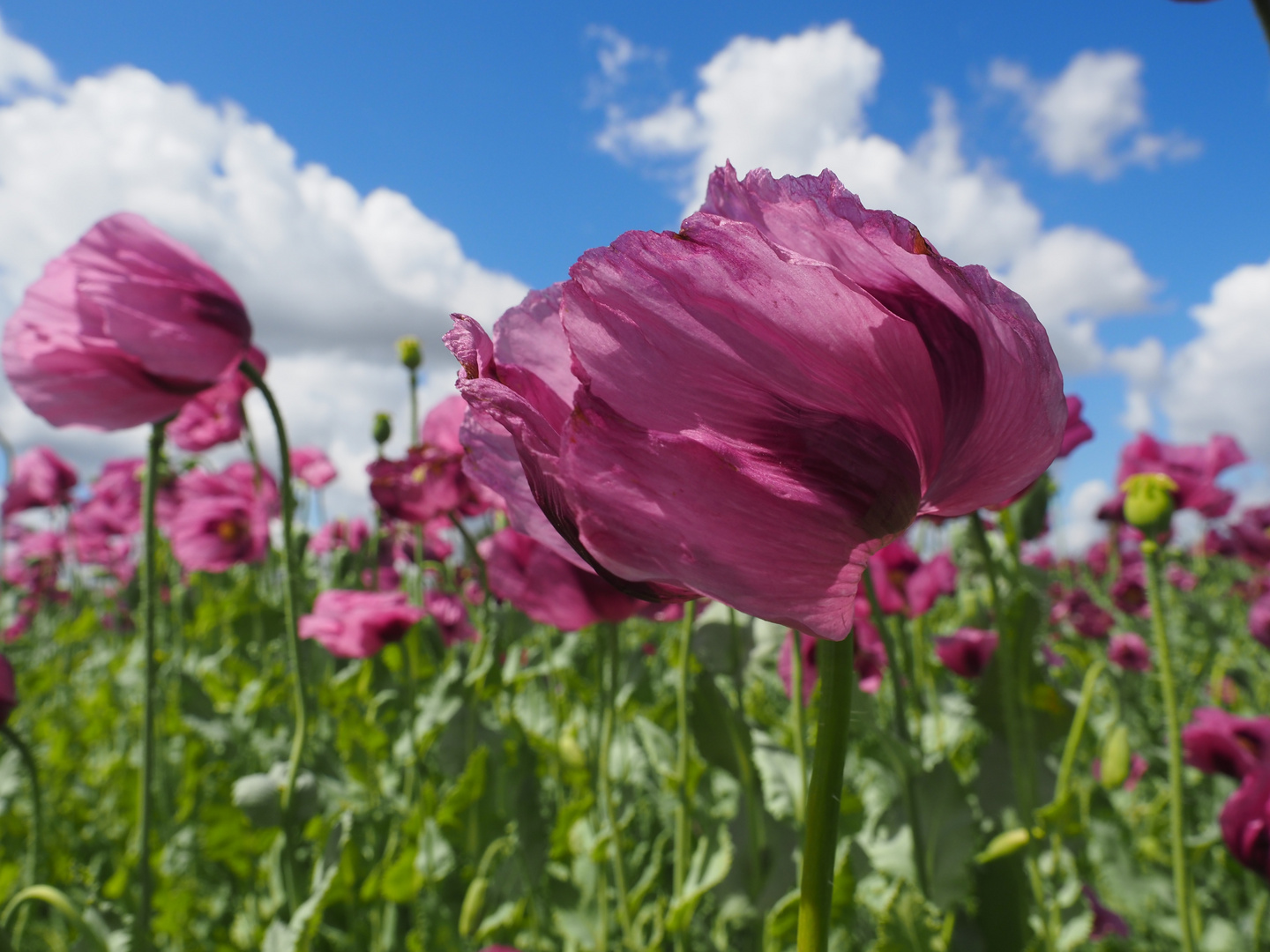 Fränkischer Blaumohn im Wind