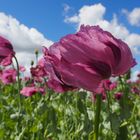 Fränkischer Blaumohn im Wind