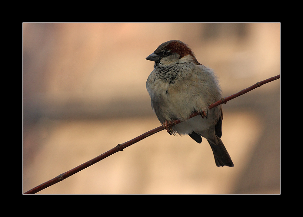 fränkischer Spatz