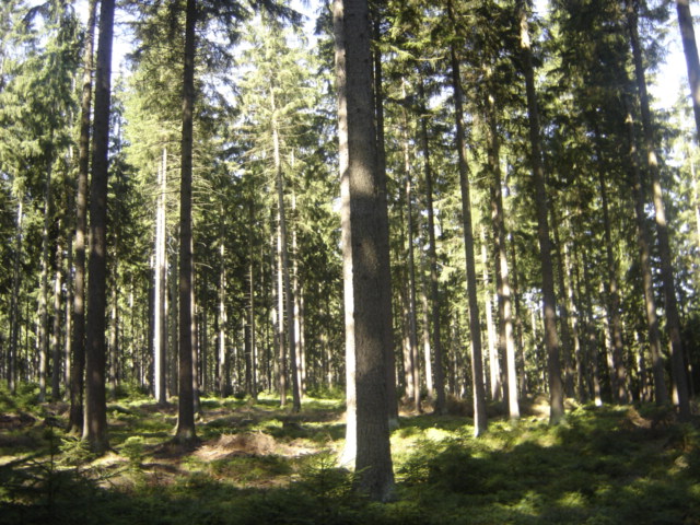 Fränkischer Wald