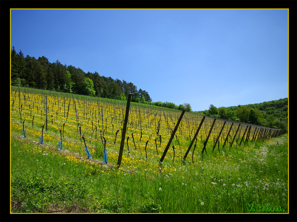 Fränkischer Wein