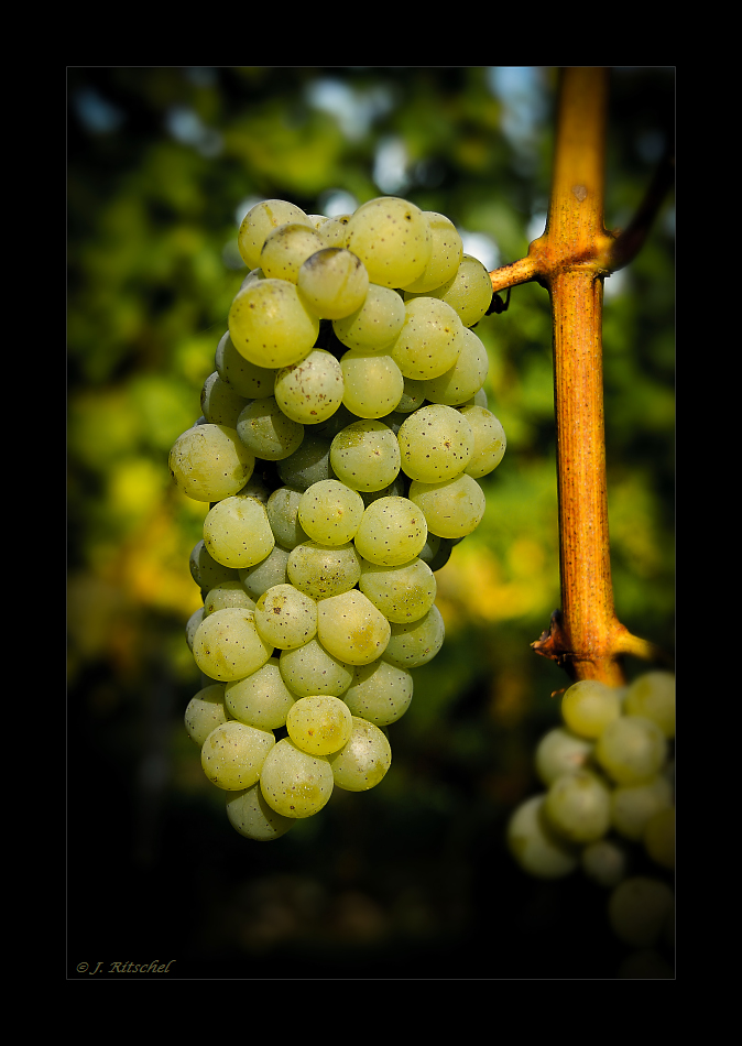 Fränkischer Wein ...