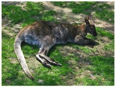 Fränkisches Känguru