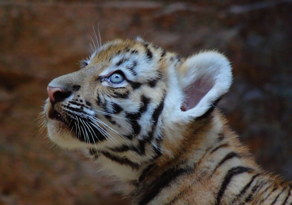 fränkisches Tigerbaby