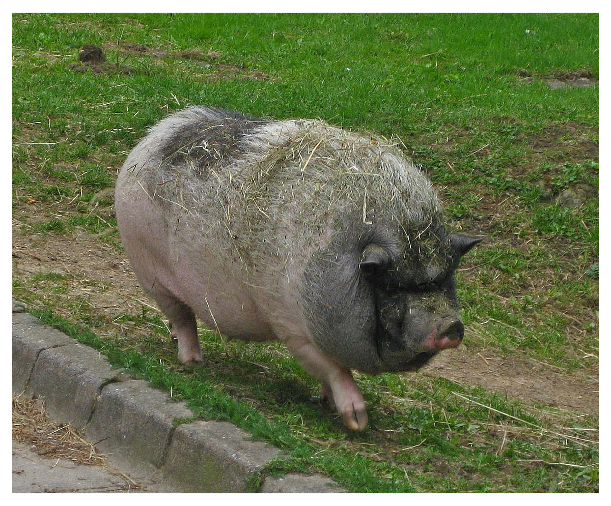 Fränkisches Wollschwein ?