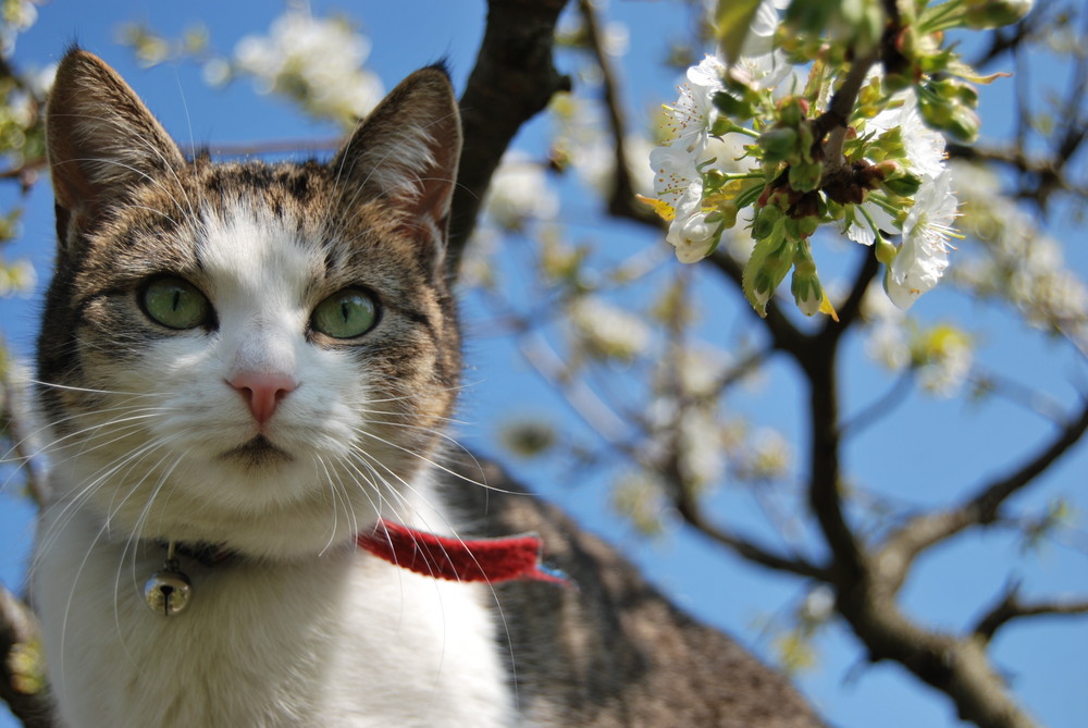 Fränzi und der Frühling