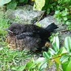 Fräulein Amsel stellt sich vor