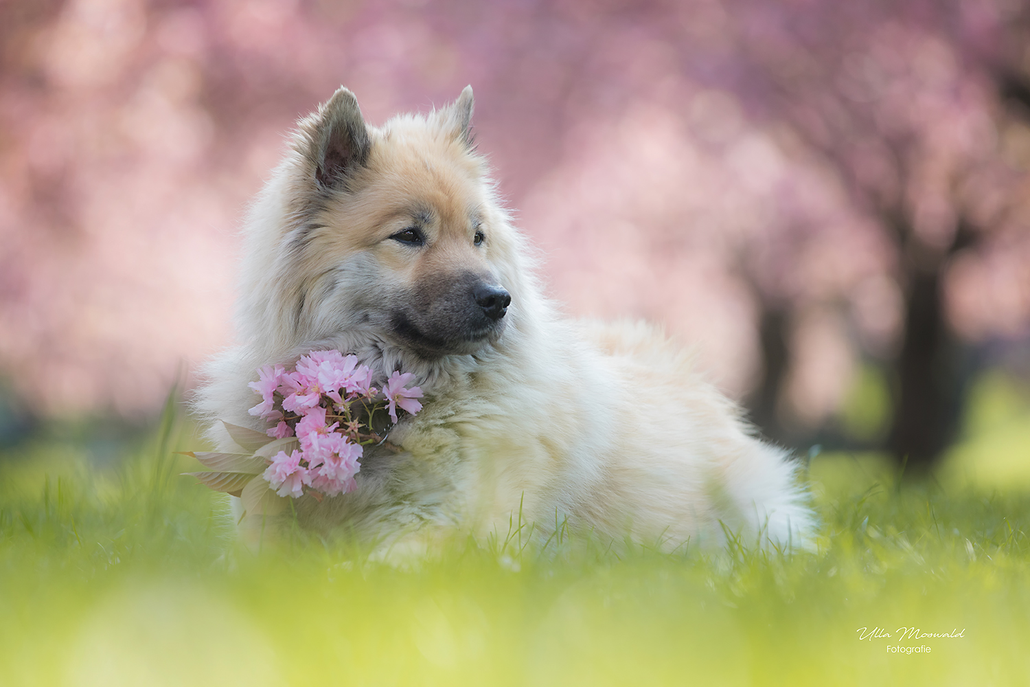 …Fräulein Flauschig… Foto & Bild hunde, frühling, dog Bilder auf
