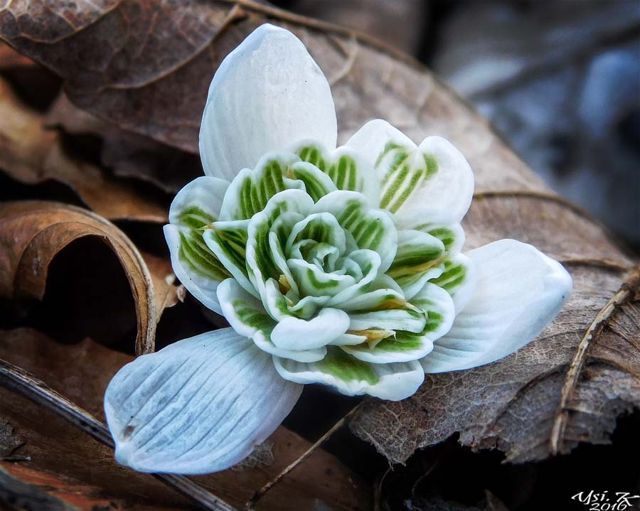 Fräulein Frühling