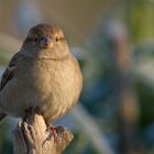 Fräulein Haussperling