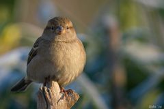 Fräulein Haussperling