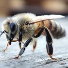 Fräulein Honigbiene