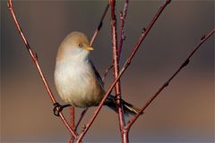 Fräulein  Mi-Kado, weibliche Bartmeise   (Panurus biarmicus)