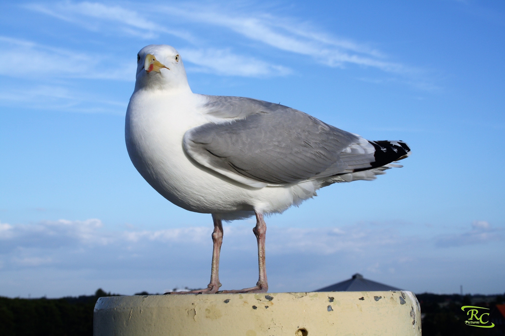 Fräulein Möwe beim Posen