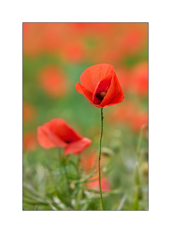 Fräulein Mohn