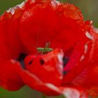 Fräulein Mohn und Herr Hüpfer