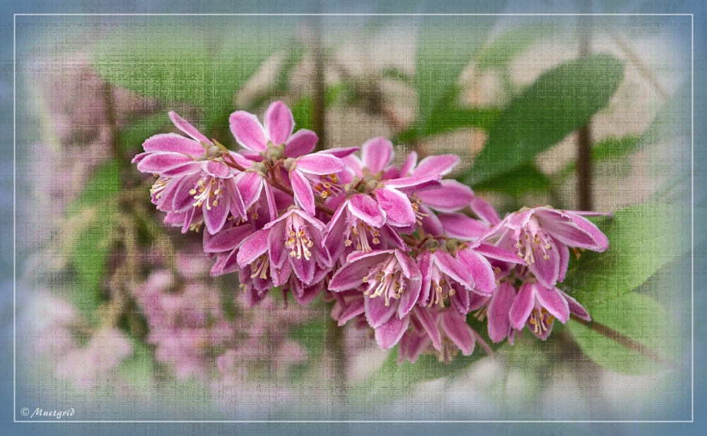 ~ Fräulein Rosa ~