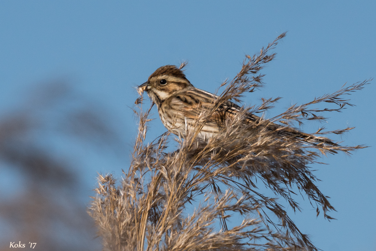 Fräulein  Schoeniclus