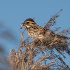 Fräulein  Schoeniclus