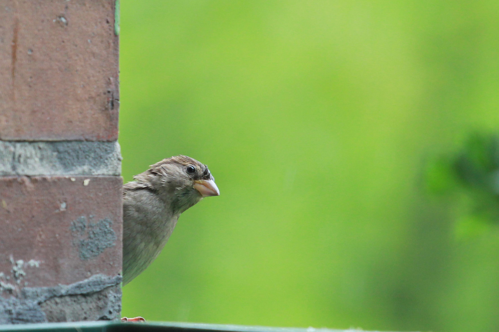 Fräulein Spatz