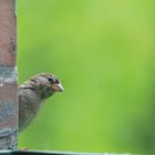 Fräulein Spatz