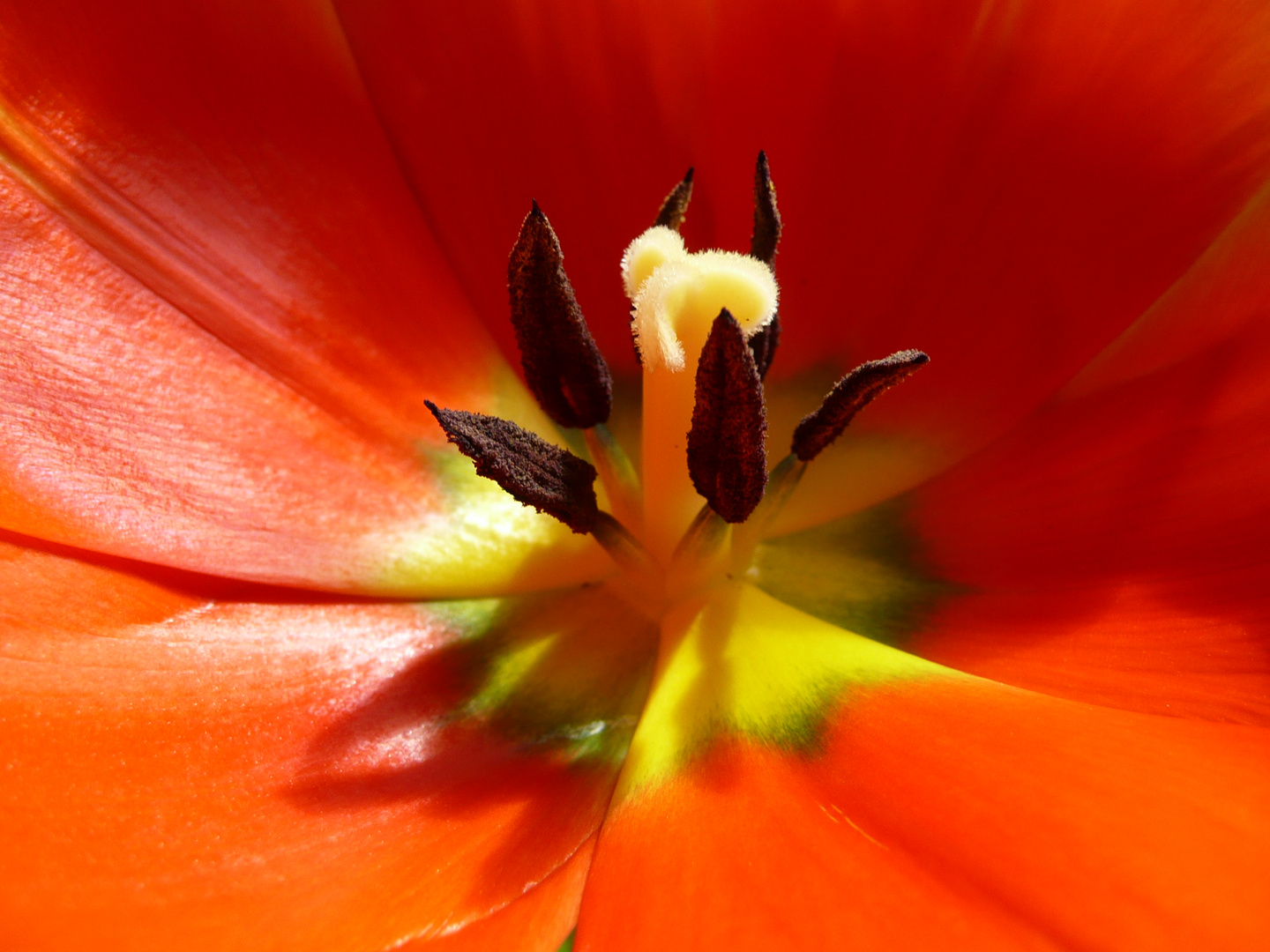 Fräulein Tulpe