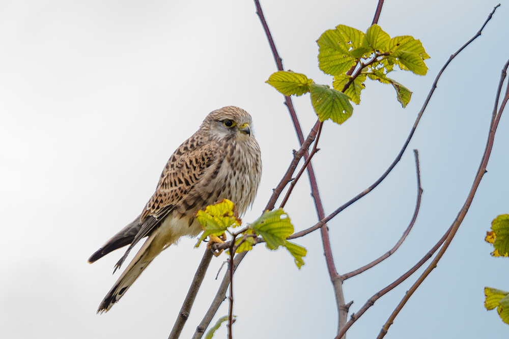 Fräulein Turmfalke