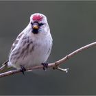 Fräulein Zeisig von der Birke  .....