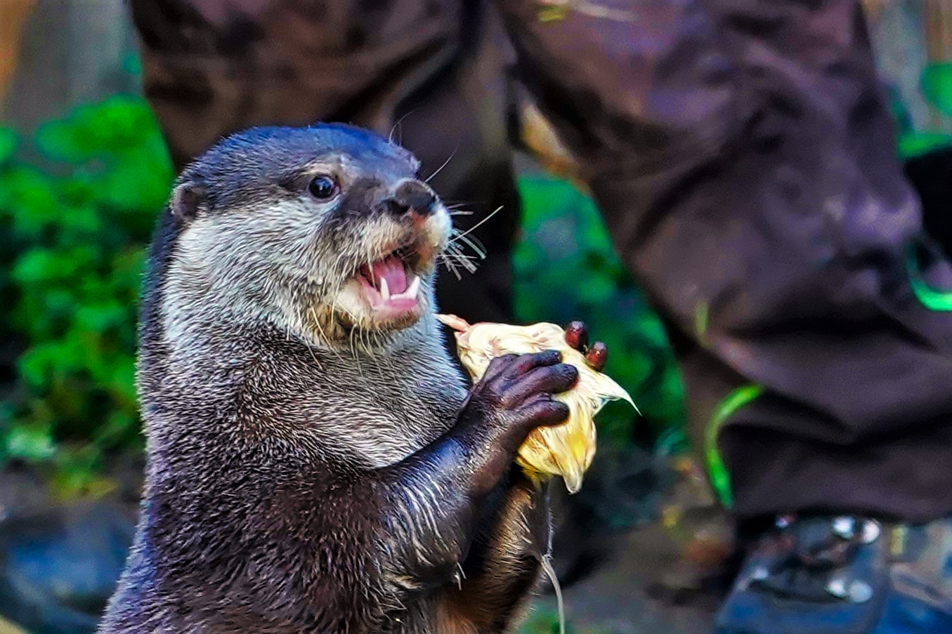 Fräulein,,du klaust mir nicht den Fisch...