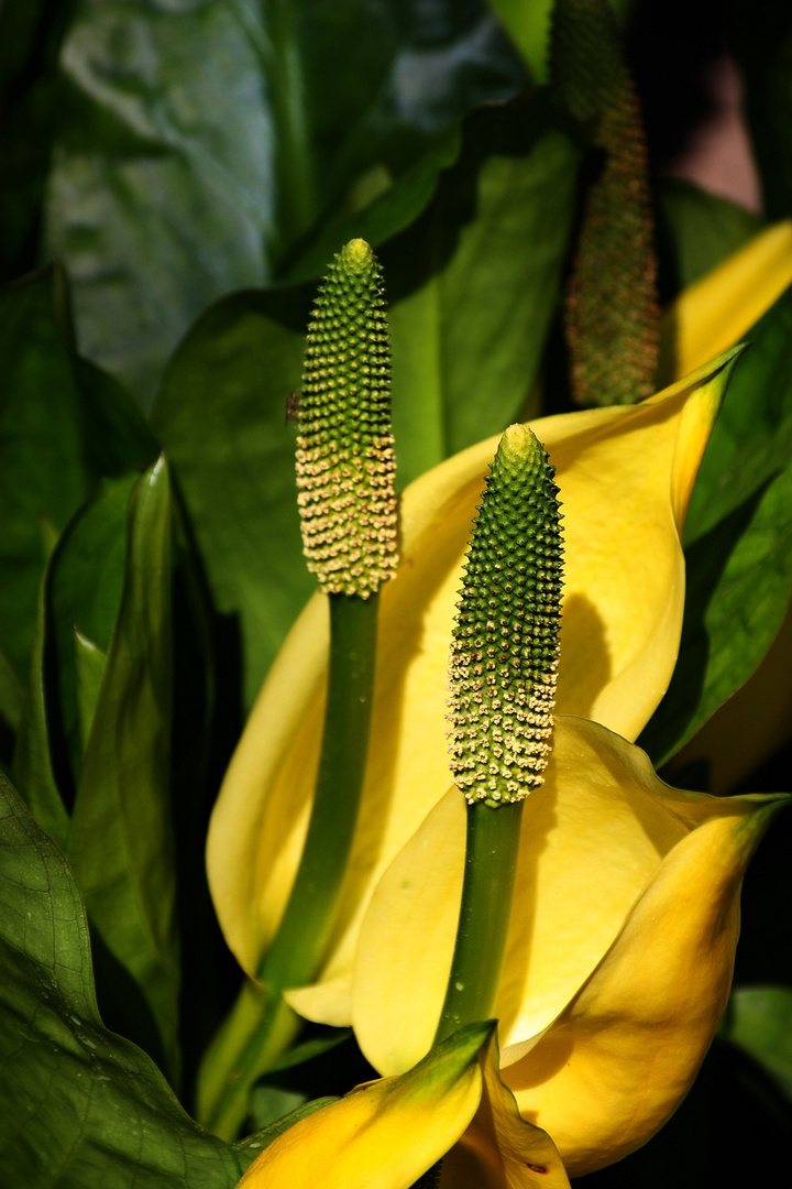 Frag mich nicht, wie sie heißt Blüte, diesmal in Gelb