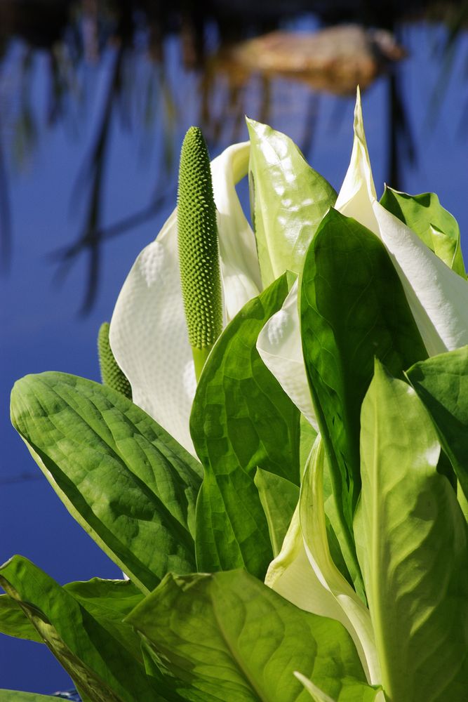 Frag mich nicht, wie sie heißt Blüte