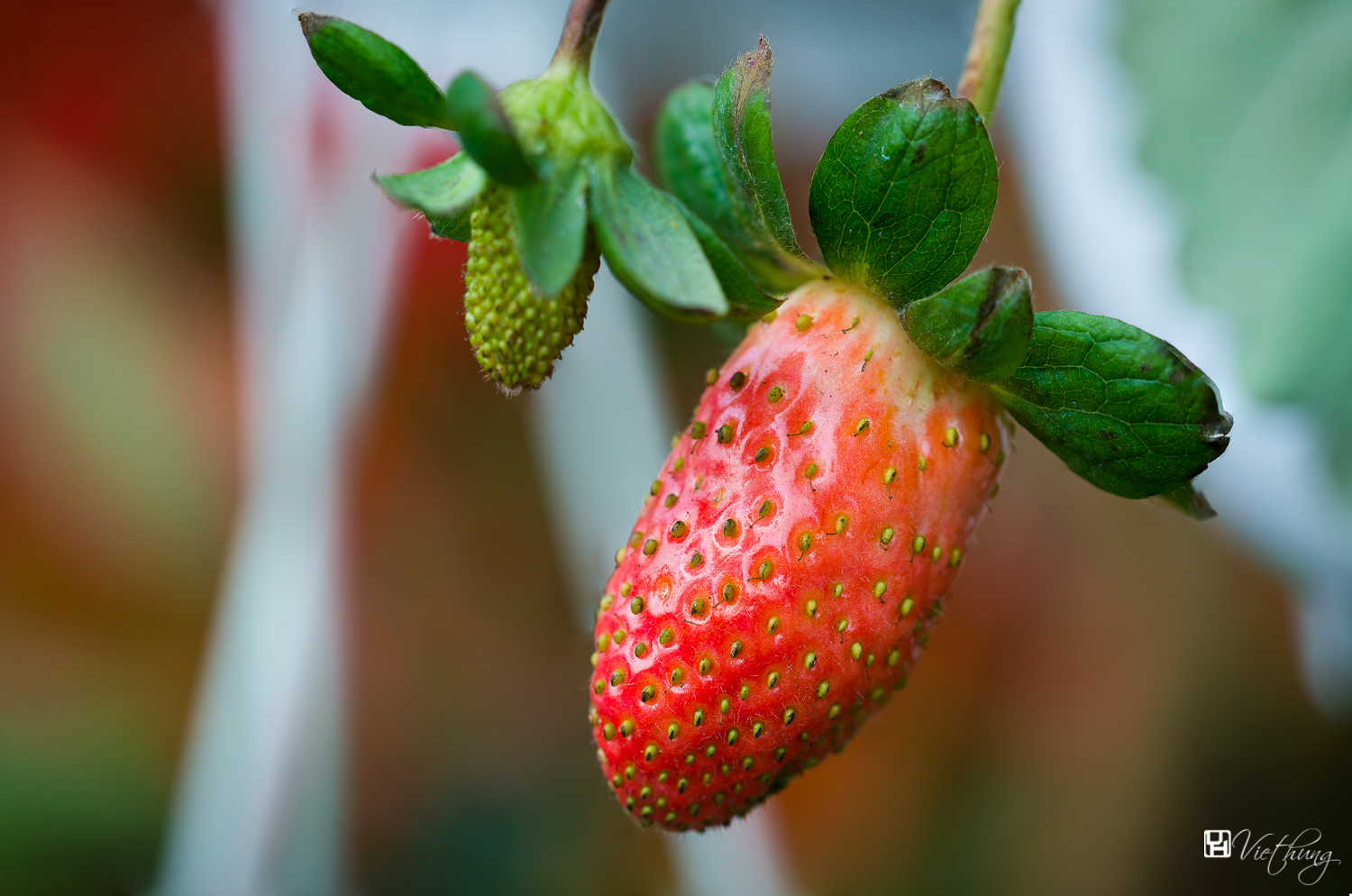 Fragaria