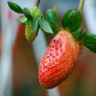 Fragaria