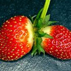 Fragaria ananassa - Zwilling