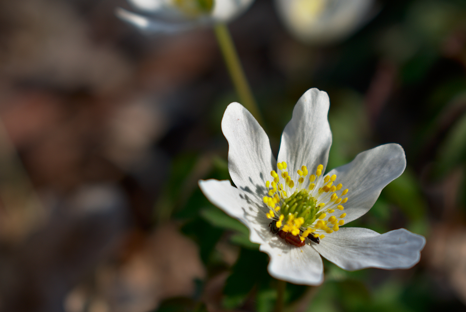 Fragaria vesca