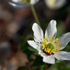 Fragaria vesca