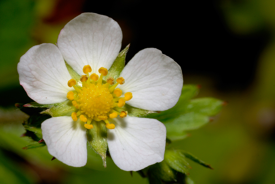 Fragaria vesca