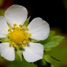 Fragaria vesca